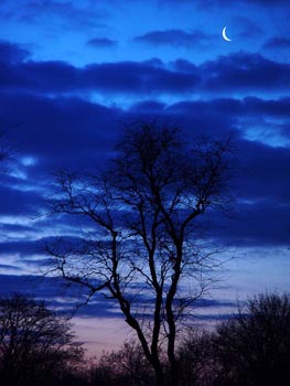 tree-and-moon